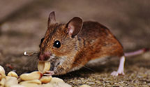 24 Hour & Emergency Exterminators in Clintonville, WI